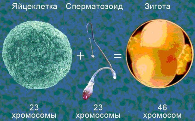 Слияние яйцеклетки и сперматозоида