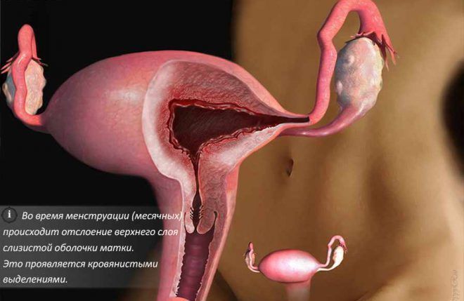 Матка во время менструаций