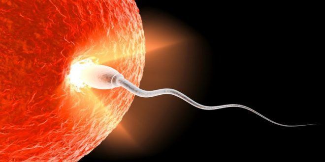 Встреча яйцеклетки и сперматозоида