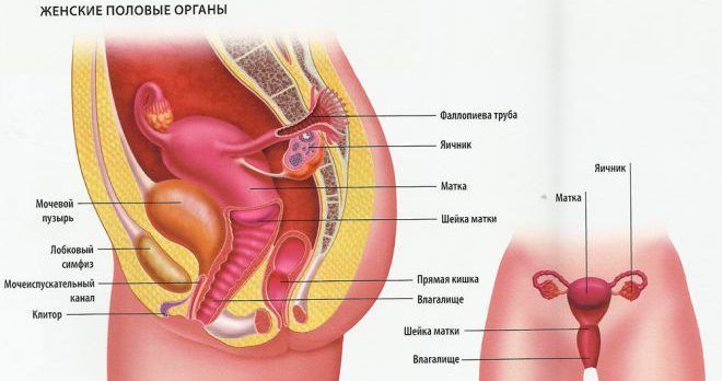 Строение половых органов