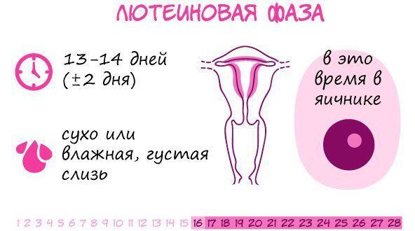 3 фаза лютеиновая менструального цикла