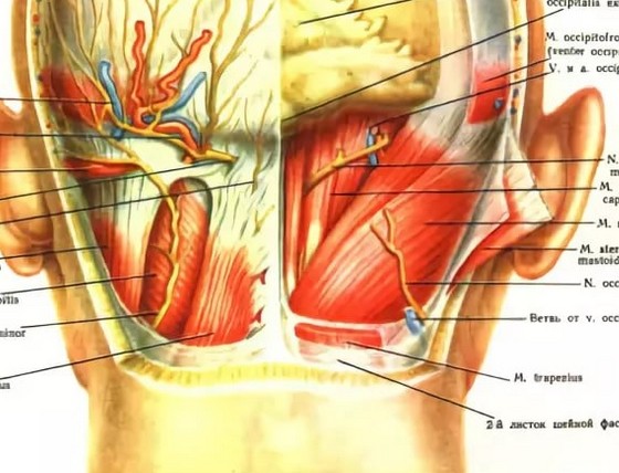 Пульсирует левый. Левая затылочная часть головы. Болит голова сзади. Болит голова в затылочной части справа. Болит затылок справа.