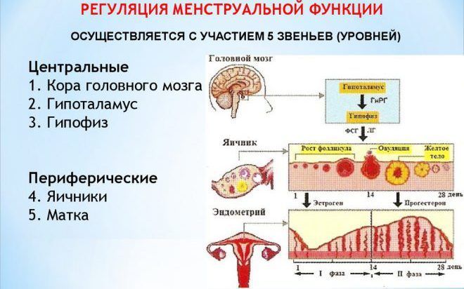 Регуляция цикла с помощью коры мозга