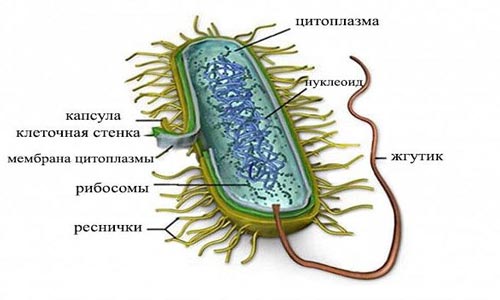 Микоплазма