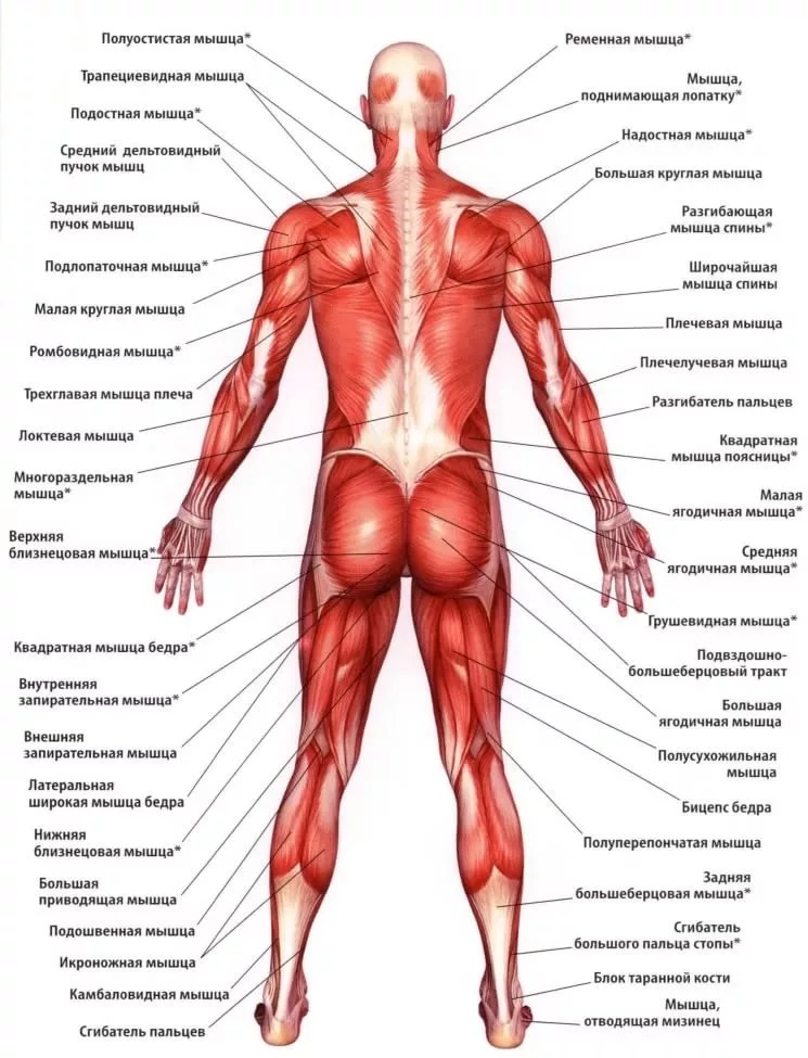 Мышцы человека: виды, схемы, анатомия