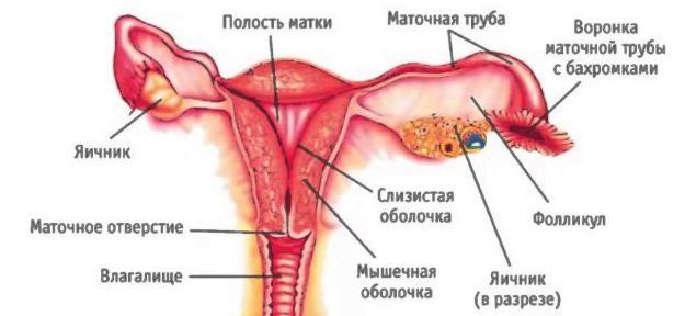 Репродуктивная система женщины
