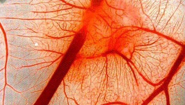 Кровеносные сосуды внутри полипов