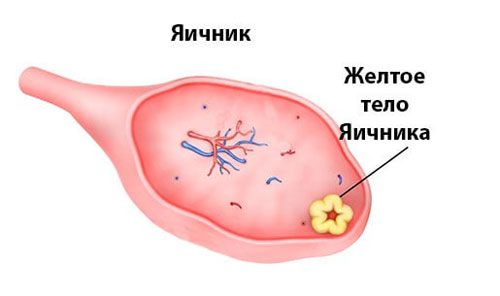 Фазы яичникового цикла